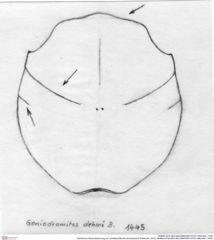 Historische Skizze/Zeichnung von Jurellana tithonia (Schweitzer & Feldmann, 2010) (NHMW-AFW-GEO-BACHMAYER-FOTO-1990-0041-1445)